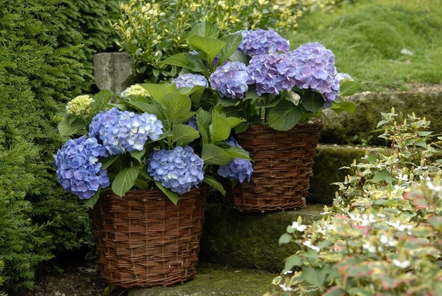 Hortensia Hydrangea macrophylla 'Forever & Ever® Blue' Struik 40-60 Pot C12 Hydrangea macrophylla 'Forever & Ever® Blue' struik 40-60 cm