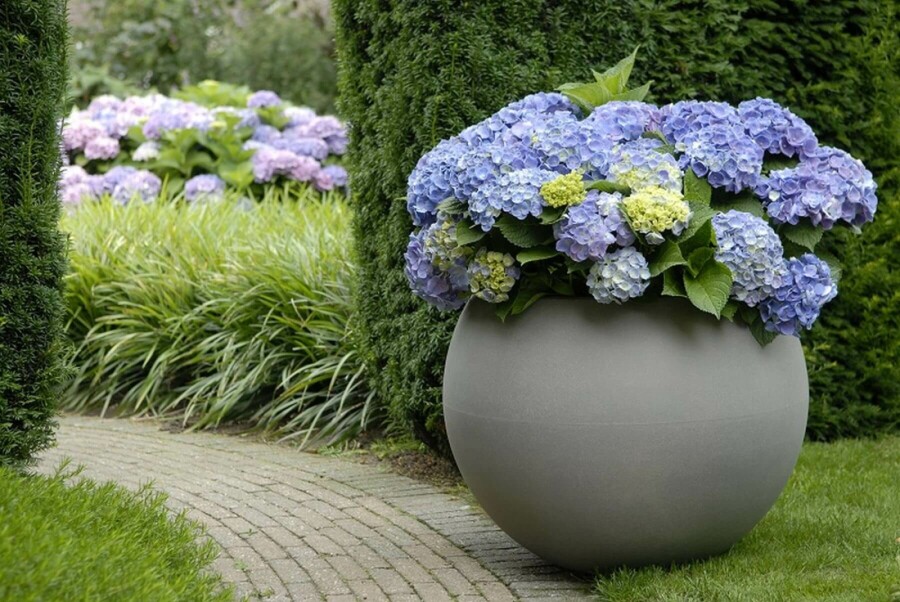 Hortensia Hydrangea macrophylla 'Forever & Ever® Blue' Struik 30-40 Pot C5 Hydrangea macrophylla 'Forever & Ever® Blue' struik 30-40 cm