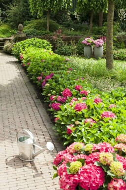 Hortensia Hydrangea macrophylla 'Forever & Ever® Red' Struik 40-60 Pot C12 Hydrangea macrophylla 'Forever & Ever® Red' struik 40-60 cm