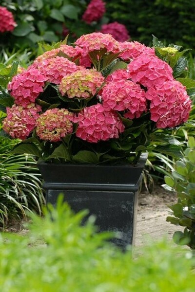 Hortensia Hydrangea macrophylla 'Forever & Ever® Red' Struik 30-40 Pot C5 Hydrangea macrophylla 'Forever & Ever® Red' struik 30-40 cm