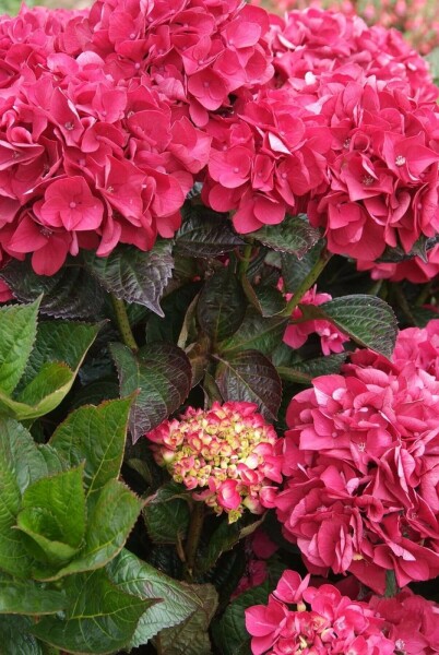 Bolhortensia Hydrangea macrophylla 'Merveille Sanguine' Struik 20-30 Pot C3