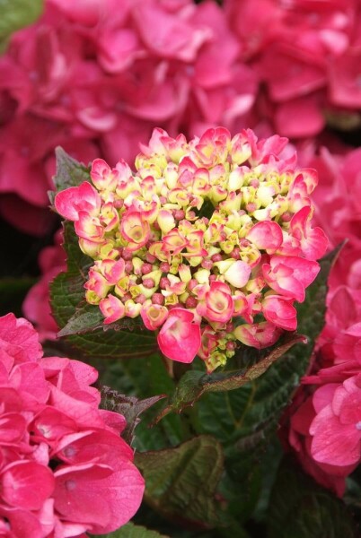 Bolhortensia Hydrangea macrophylla 'Merveille Sanguine' Struik 20-30 Pot C3