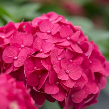 Hydrangea macrophylla 'Summer Love Red' struik 10-15 cm