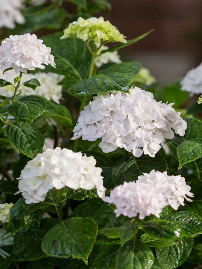 Hydrangea macrophylla 'The Bride' Hydrangea macrophylla 'The Bride'