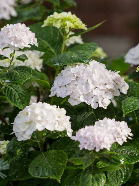 Endless Summer Hortensia Hydrangea macrophylla 'The Bride' Struik 10-15 Pot C1,5