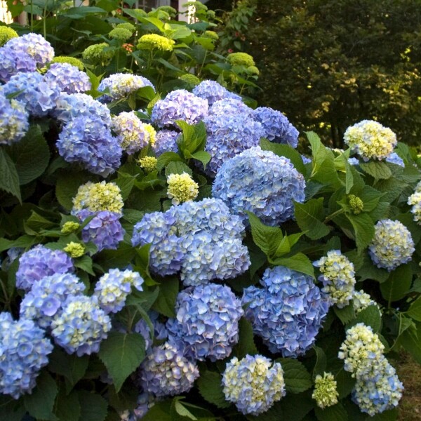 Endless Summer Hortensia Hydrangea macrophylla 'The Original Blue' Struik 10-15 Pot C1,5