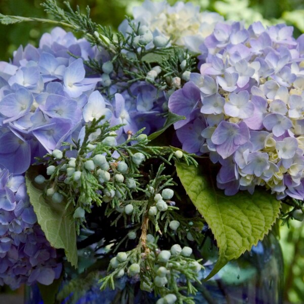 Endless Summer Hortensia Hydrangea macrophylla 'The Original Blue' Struik 10-15 Pot C1,5