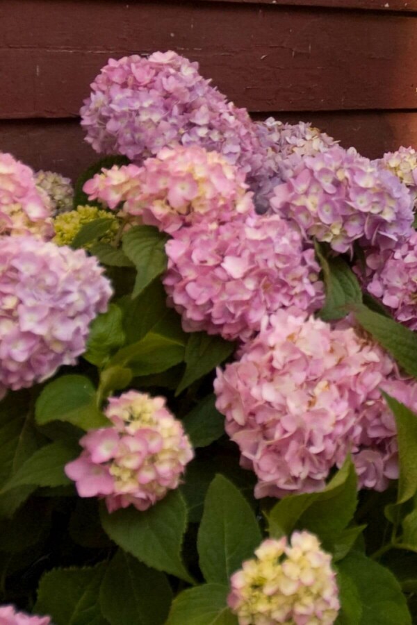 Hydrangea macrophylla 'The Original Pink' Hydrangea macrophylla 'The Original Pink'