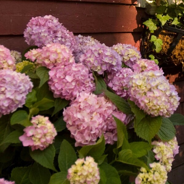 Endless Summer Hortensia Hydrangea macrophylla 'The Original Pink' Struik 10-15 Pot C1,5