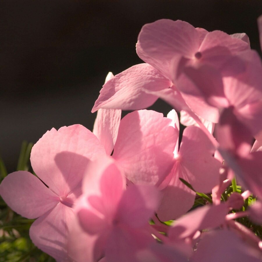 Hydrangea macrophylla 'The Original Pink'