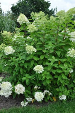 Pluimhortensia Hydrangea paniculata 'Limelight' Struik 30-40 Pot C10