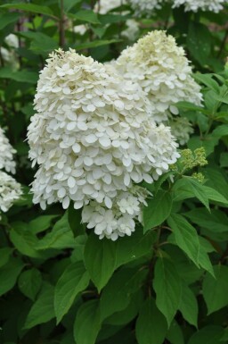 Hydrangea paniculata 'Limelight' C10 30-40