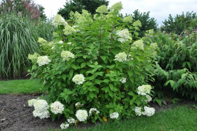 Pluimhortensia Hydrangea paniculata 'Limelight' Struik 100-120 Pot C12 Hydrangea paniculata 'Limelight' struik 100-120 cm