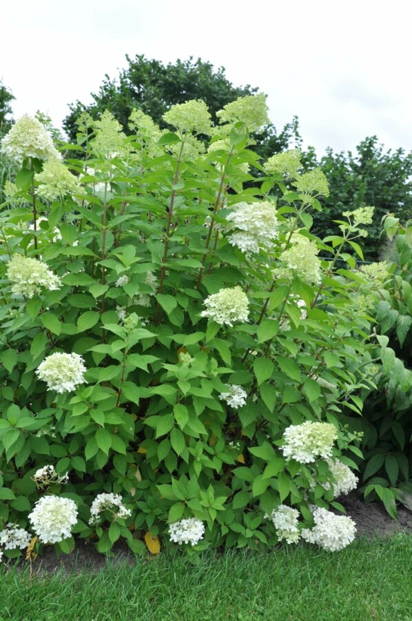Pluimhortensia Hydrangea paniculata 'Limelight' Struik 100-120 Pot C12 Hydrangea paniculata 'Limelight' struik 100-120 cm