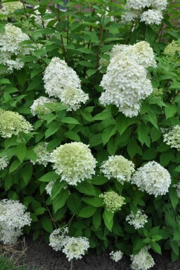 Pluimhortensia Hydrangea paniculata 'Limelight' Struik 100-120 Pot C12 Hydrangea paniculata 'Limelight' struik 100-120 cm