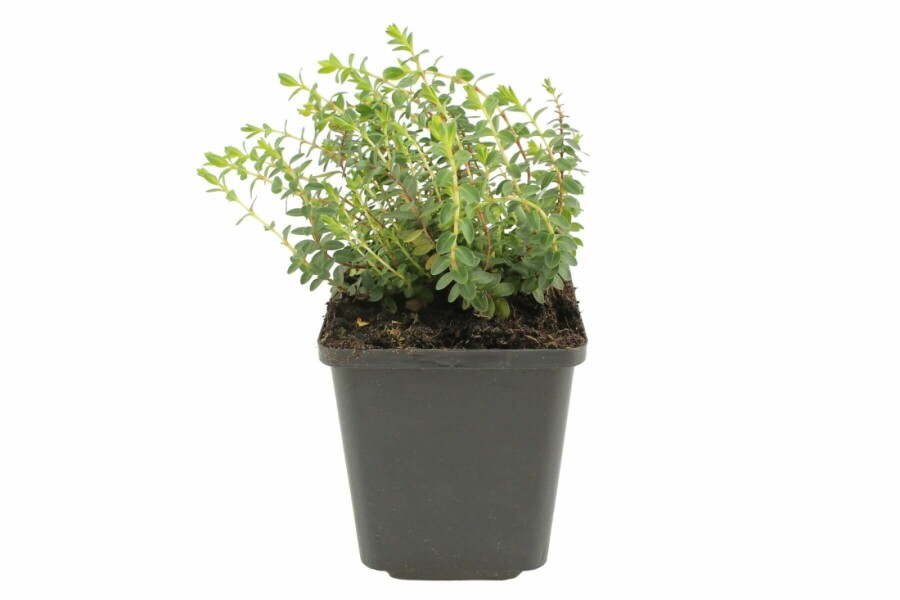 Hertshooi Hypericum olympicum 'Grandiflorum' 5-10 Pot P9 Hypericum olympicum 'Grandiflorum'