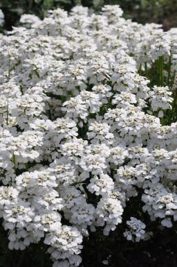 Scheefkelk Iberis sempervirens 'Snowflake' 5-10 Pot P9 Iberis sempervirens 'Snowflake'