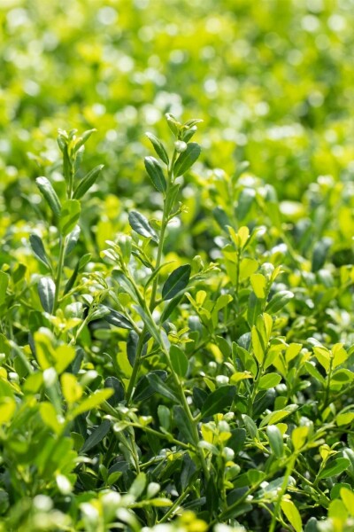 Ilex crenata 'Stokes' P9 5-10