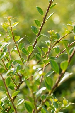 Ilex crenata 'Stokes' P9 5-10