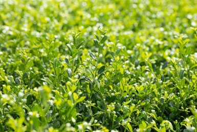 Ilex crenata 'Stokes' P9 5-10