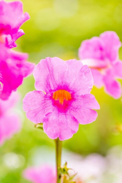 Tuingloxinia Incarvillea delavayi 5-10 Pot P9 Incarvillea delavayi