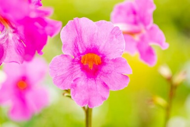 Tuingloxinia Incarvillea delavayi 5-10 Pot P9 Incarvillea delavayi