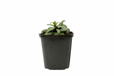 Alant Inula ensifolia 5-10 Pot P9 Inula ensifolia