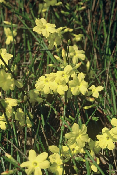 Jasminum nudiflorum C2 40-50
