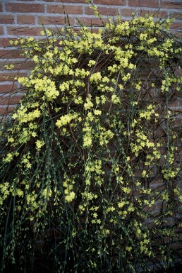 Jasminum nudiflorum C2 40-50