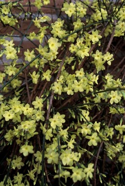 Jasminum nudiflorum C2 40-50