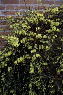 Jasminum nudiflorum C2 40-50
