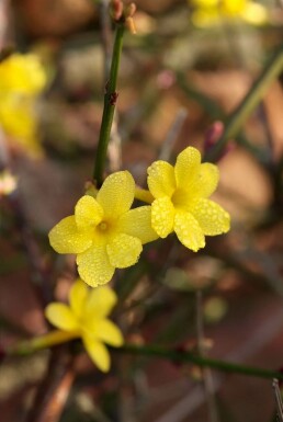 Jasminum nudiflorum C2 40-50