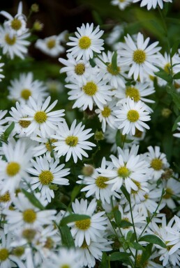 Zomeraster Kalimeris incisa 'Alba' 5-10 Pot P9 Kalimeris incisa 'Alba'