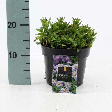 Zomeraster Kalimeris incisa 'Nana Blue' 10-15 Pot C2 Kalimeris incisa 'Nana Blue'
