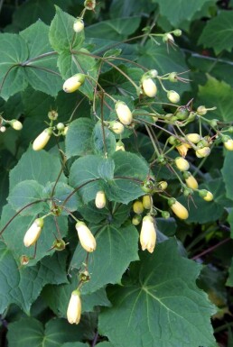 Japanse wasbloem Kirengeshoma palmata 5-10 Pot P9 Kirengeshoma palmata