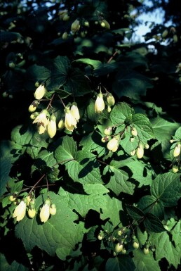 Japanse wasbloem Kirengeshoma palmata 5-10 Pot P9 Kirengeshoma palmata