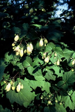 Japanse wasbloem Kirengeshoma palmata 5-10 Pot P9