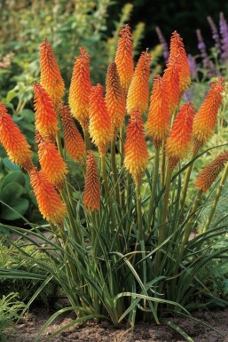 Vuurpijl Kniphofia uvaria 'Royal Castle' 5-10 Pot P9 Kniphofia uvaria 'Royal Castle'