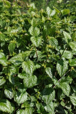 Gele dovenetel Lamiastrum galeobdolon 'Florentinum' 5-10 Pot P9 Lamiastrum galeobdolon 'Florentinum'