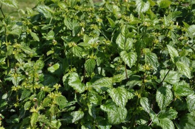 Lamiastrum galeobdolon 'Florentinum'