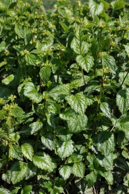 Lamiastrum galeobdolon 'Florentinum'