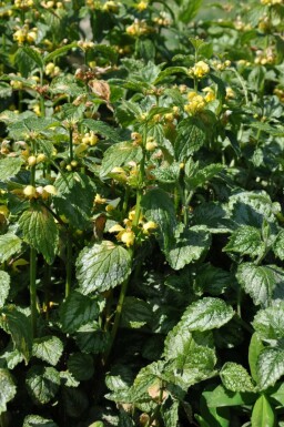 Lamiastrum galeobdolon 'Florentinum'