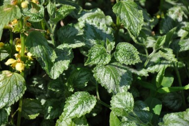 Lamiastrum galeobdolon 'Florentinum'