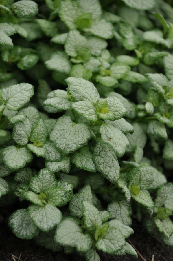 Dovenetel Lamium maculatum 'White Nancy' 10-15 Pot C2 Lamium maculatum 'White Nancy'