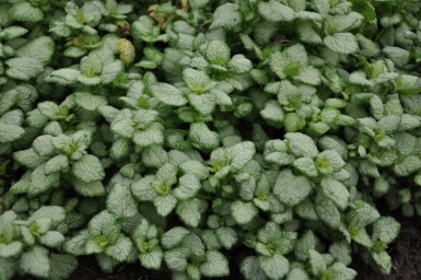 Dovenetel Lamium maculatum 'White Nancy' 5-10 Pot P9