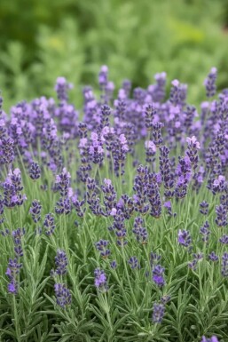 Lavendel Lavandula angustifolia 'Dwarf Blue' 5-10 Pot P9 Lavandula angustifolia 'Dwarf Blue'