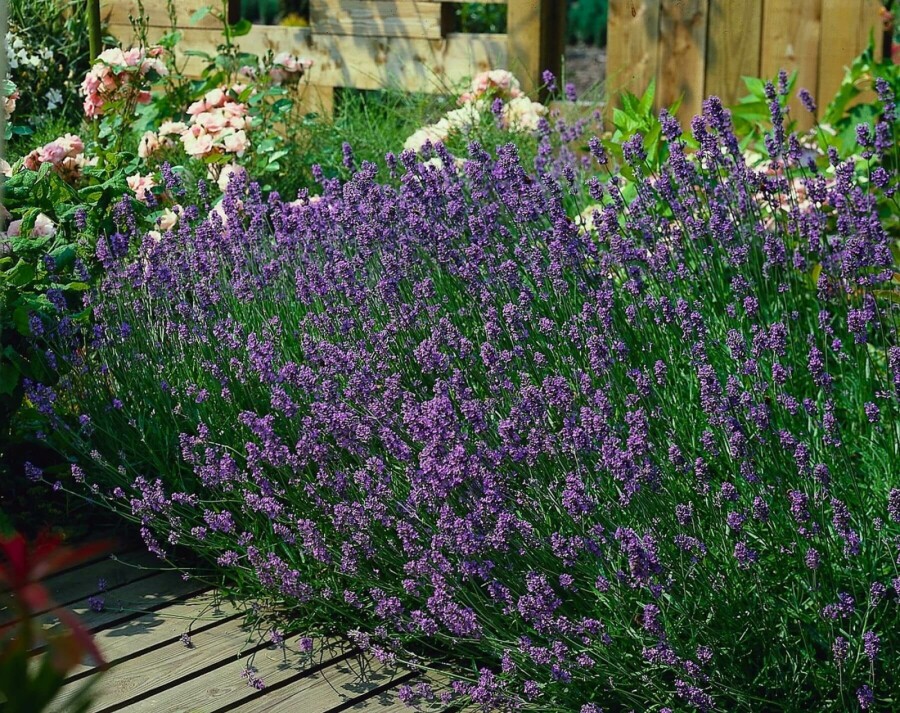 Lavendel Lavandula angustifolia 'Munstead' 10-15 Pot C2 Lavandula angustifolia 'Munstead'