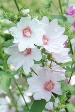 Struikmalva Lavatera 'Barnsley' 5-10 Pot P9