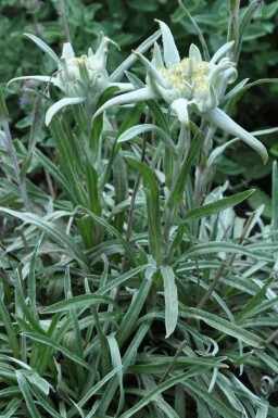 Alpen-edelweiss Leontopodium alpinum 5-10 Pot P9