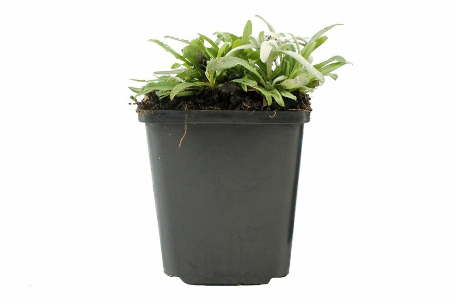 Alpen-edelweiss Leontopodium alpinum 5-10 Pot P9